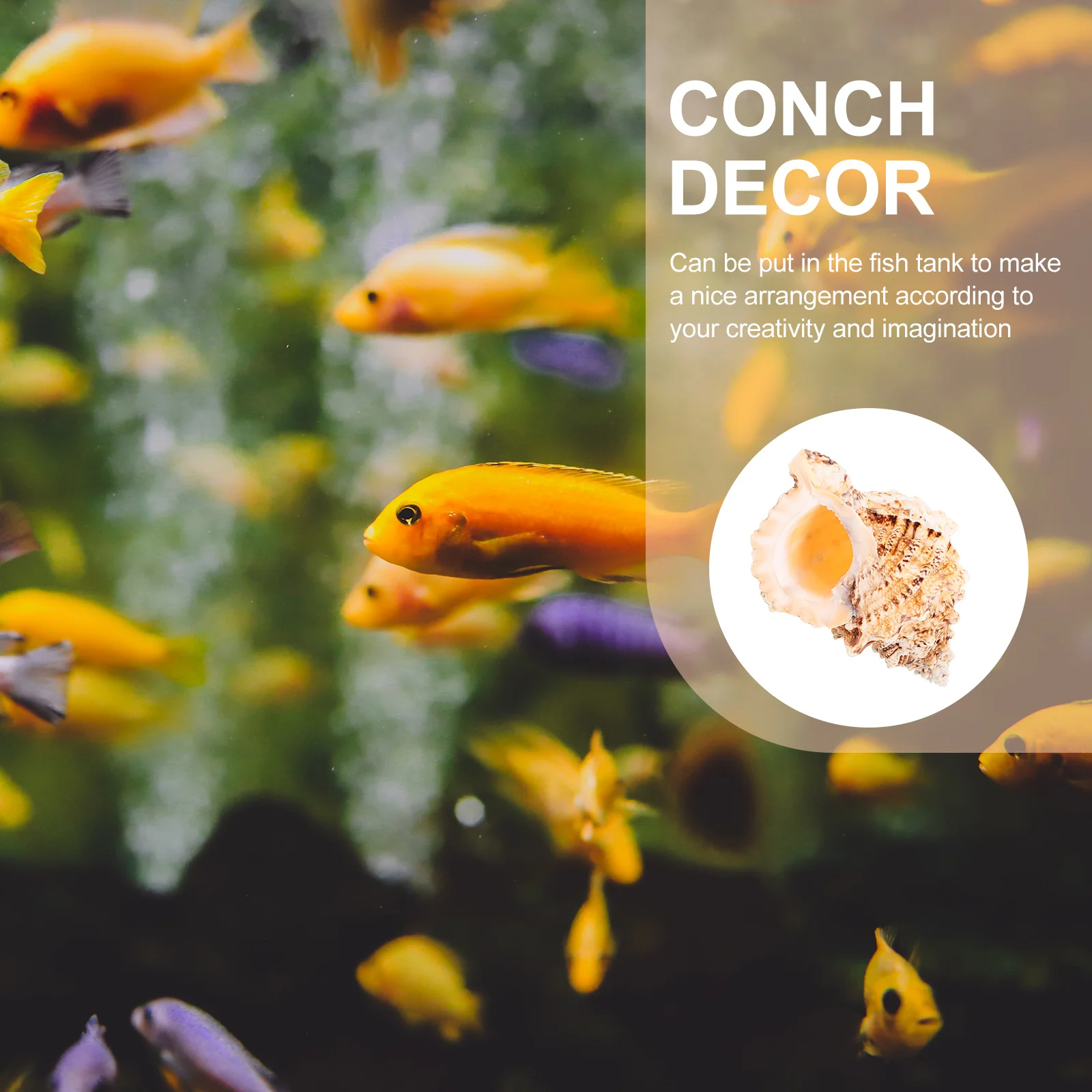

Exquisite Conch Adorn Fish Tank Decor Natural Shell Ornament Home Accent Conch Decor Large Sea Shells Fish Tank Shell Decoration