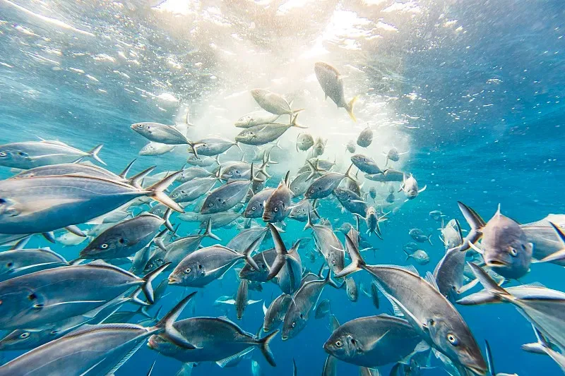 

2/4 шт. 2,2-дюймовые резиновые шины для радиоуправляемых краулеров 1/10 Rock Buggy Axial SCX10 90046 TRX4