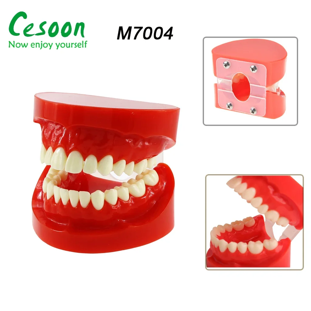 

1/5Pcs Dental Study Teaching Tooth Adults Teeth Model M7004 Upper and Lower Jaw Typodont Demonstration Simulation Practice Tool