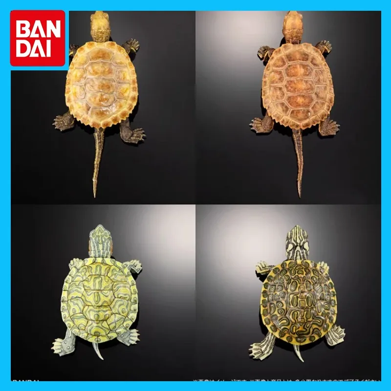 

Bandai Original Biological Atlas Anime Figure Turtle 02 Gashapon Action Figure Toys for Boys Girls Kids Gift Collectible Model