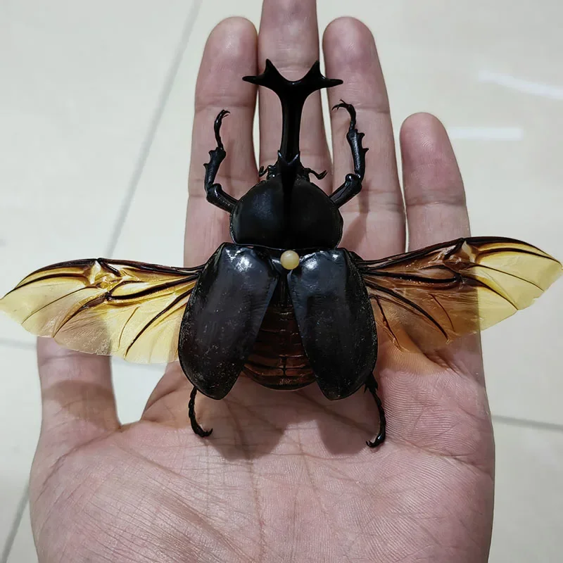 Handmade Spreading Wings for Home Decoration, Real Insect Specimen, Large Beetle, Insect Lover Collection, DIY