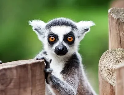 

Модуль приемника SKYZONE SteadyView X 5,8 ГГц IPS — высокая чувствительность для очков SKY04X/SKY04O PRO FPV