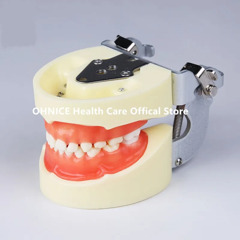 Standard Child Teeth Model M7014 With Soft Gum/Kids Tooth Model With 24pcs Removal Teeth/Dental Orthodontic Teeth Model