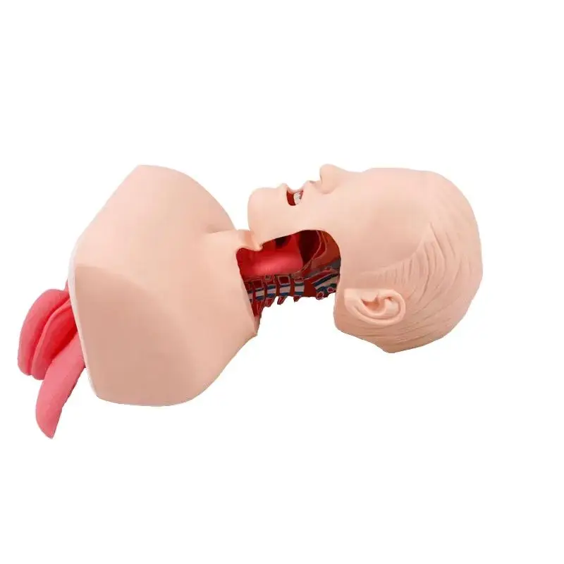 Advanced Human Tracheal Intubation Training Model,Endotracheal Intubation Model,Human Intubation Skill Training Model