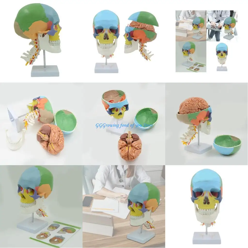 

H9EB Human Colored Skull Model with Cervical Spine Specimens Teaching Equipment