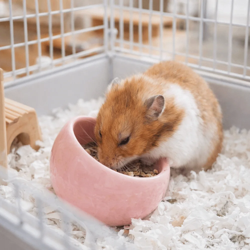 Keramik-Futterschale für Hamster, kippsicher, rutschfest, für kleine Haustiere, verschüttungssicher, mit schrägen Kanten, für Meerschweinchen – Detail 11