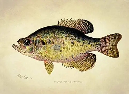 Retro Tin Sign Crappie Fish Antique Reproduction Hand Crafted On Fishing Ens Home Metal Sign for Home Dorm Gym Wall Decor Idea G