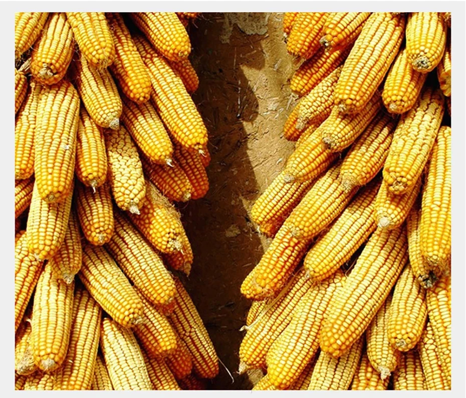 Electric Corn Thresher Fully Automatic Corn for Efficient Grain Separation