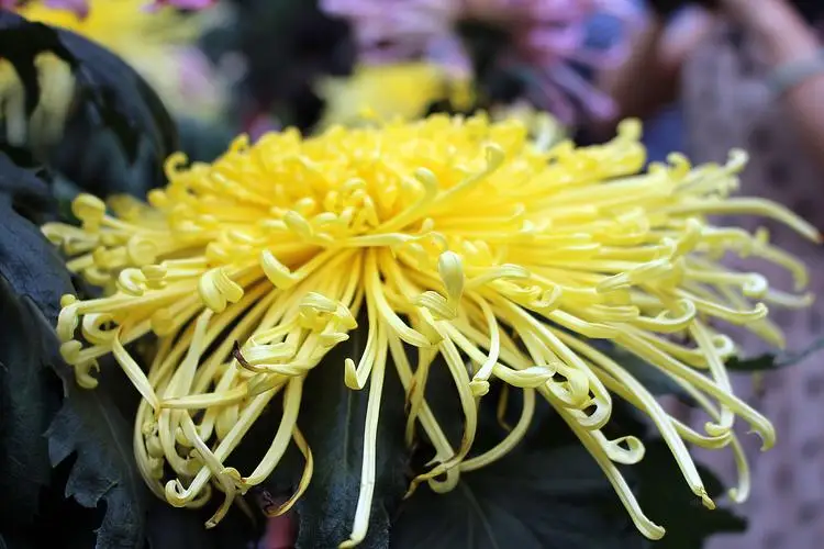 La machine de serrage vaginale professionnelle convient aux soins intimes féminins Thermiva Salon de beauté de serrage efficace vaginal