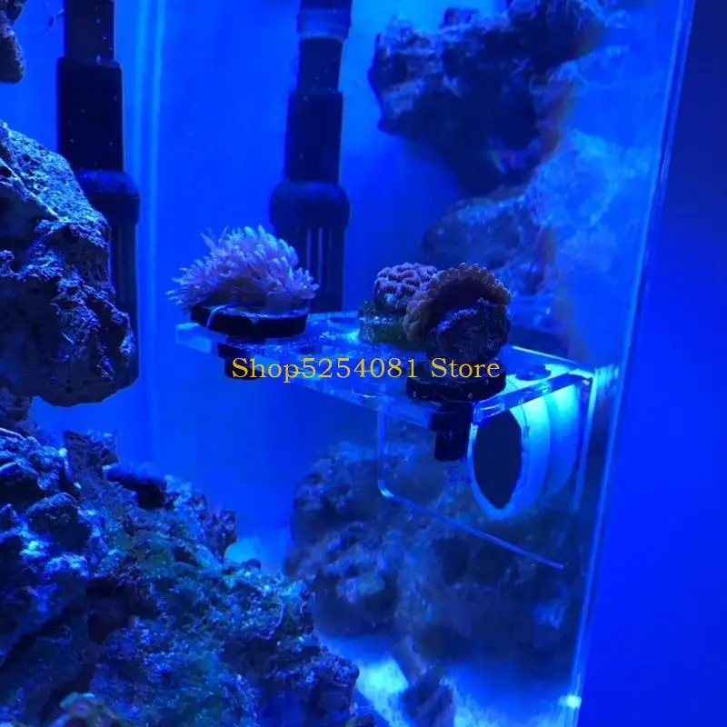 Axyc Coral Frag Hol…