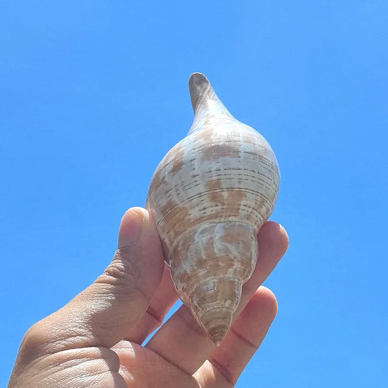 Fasciolaria tulipa conchas naturales, conchas, adornos de gran tamaño, paisajismo de peceras, regalos creativos para acuario