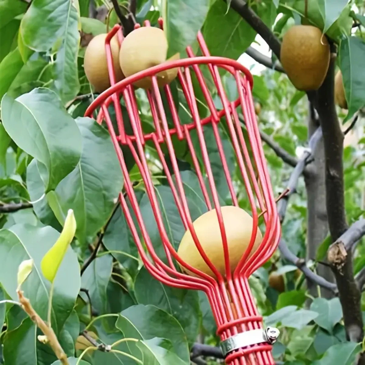 1 Stück Twist-On-Obstpf lücker korb, Obstpf lücker kopf korb, Obsternte werkzeug, Apfel, Mango pf lücker