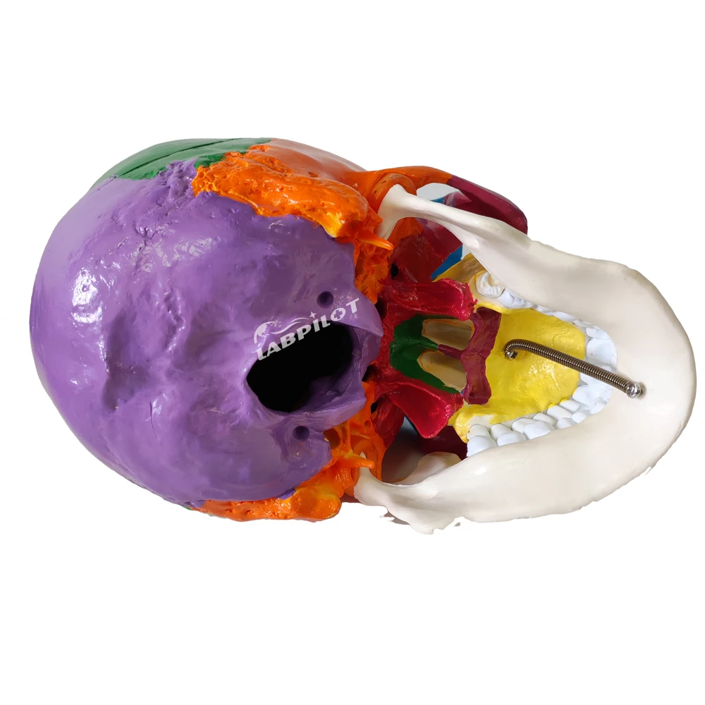 Colorful Skull Model with Painted Muscles Life-Size Human Anatomy Teaching