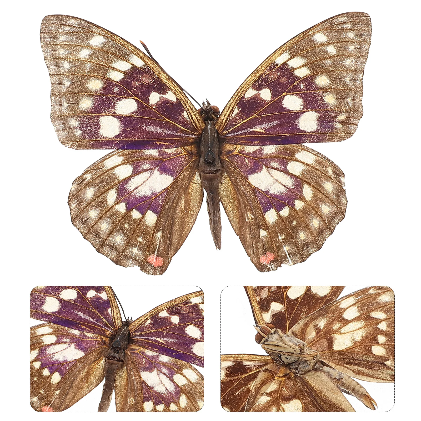 

Real Specimen Framed Purple Big Butterfly Decorations Educational Science Classroom Specimens Mounted Butterfly Display