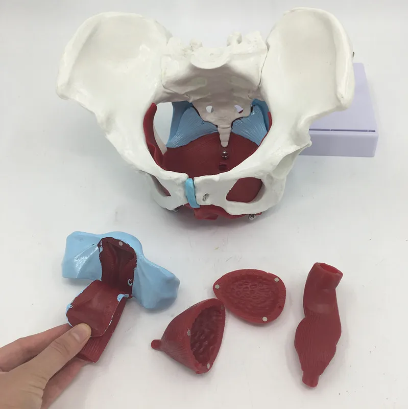 Female Pelvic Uterus Muscle Organ Anatomy Teaching Model