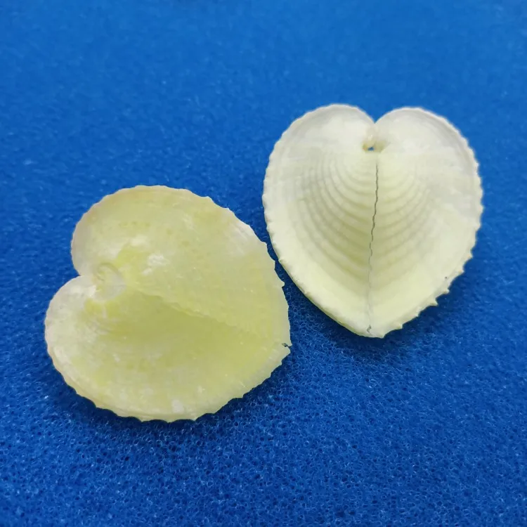 White Natural Marine Shells Flat Heart-Shaped Conch Beige Cute Chicken Heart Clam Love Shellfish Home Decoration sea shells