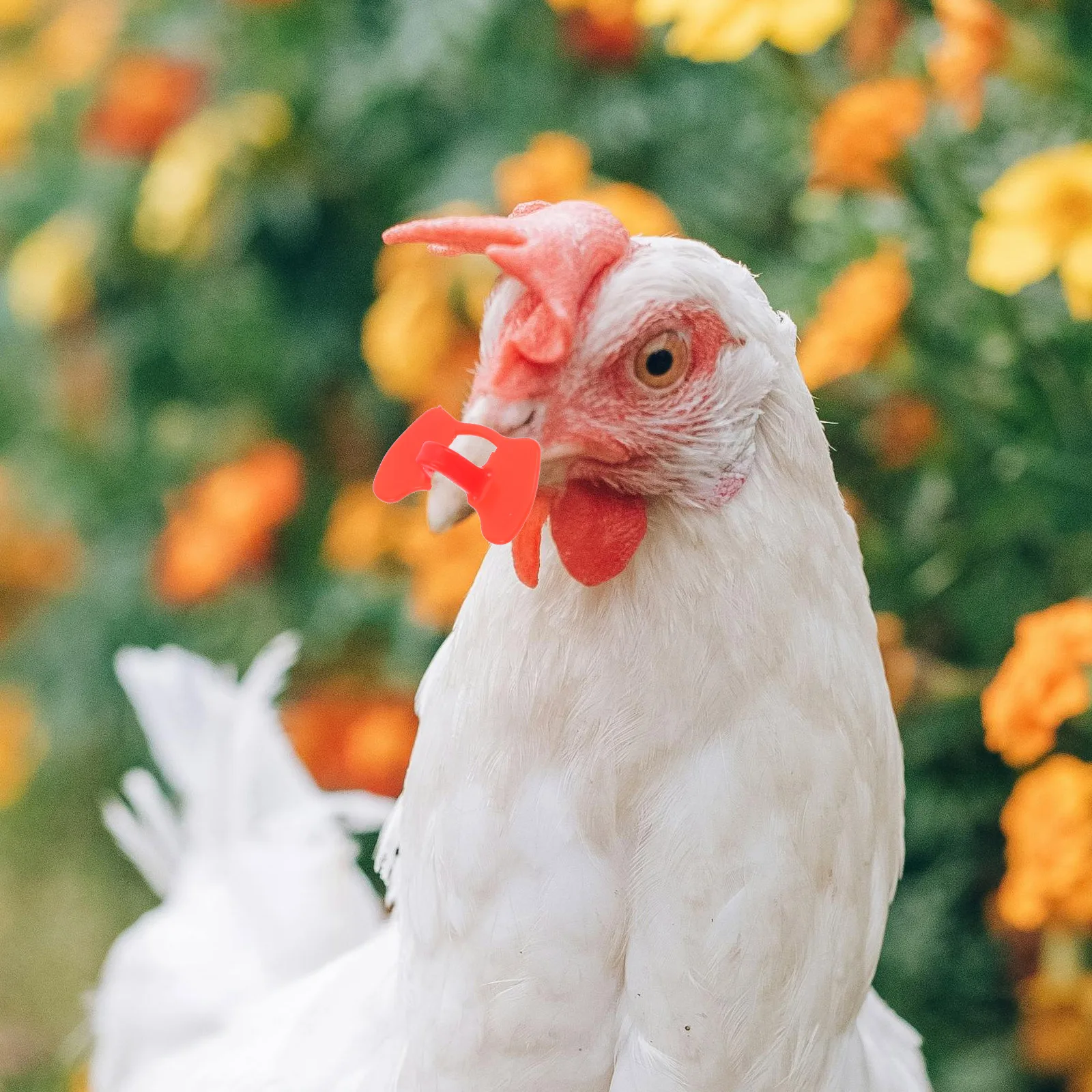 

50pcs Anti Pecking Chicken Glasses Large Chickens Peepers Pinless Poultry Plastic Farm Tools Accessories Hen Eye Protection