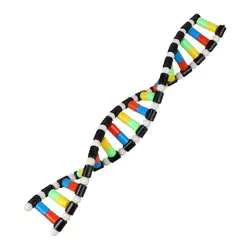 Biology Classroom Decor Double Helix Structure Kids DNA Models Educational DNA Games Biology Classroom Decor Interactive