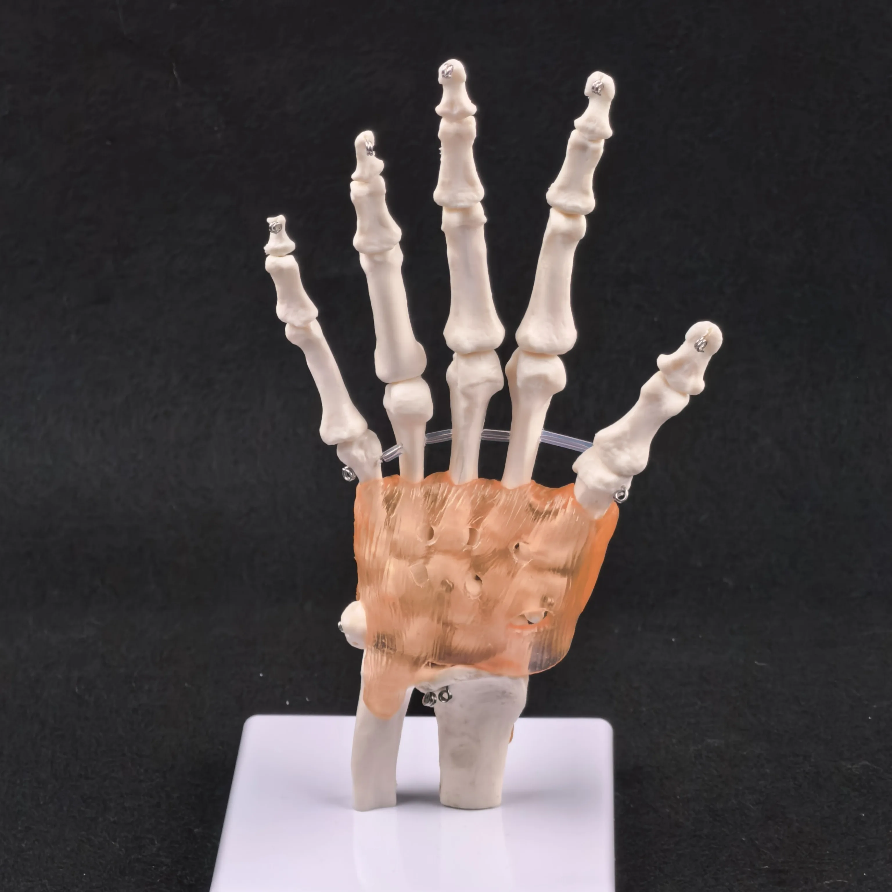 PVC Life Size Hand Joint with Ligaments Anatomical Medical Model Skeleton Anatomy Display Teaching School