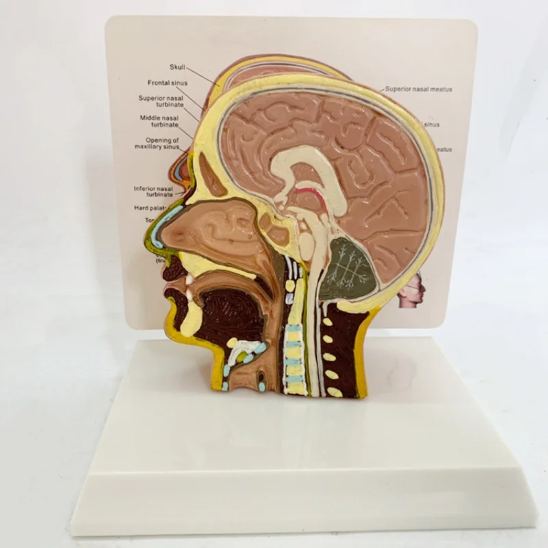 

Female makeup exercise silicone head model,Cosmetic injection practice silicone head model