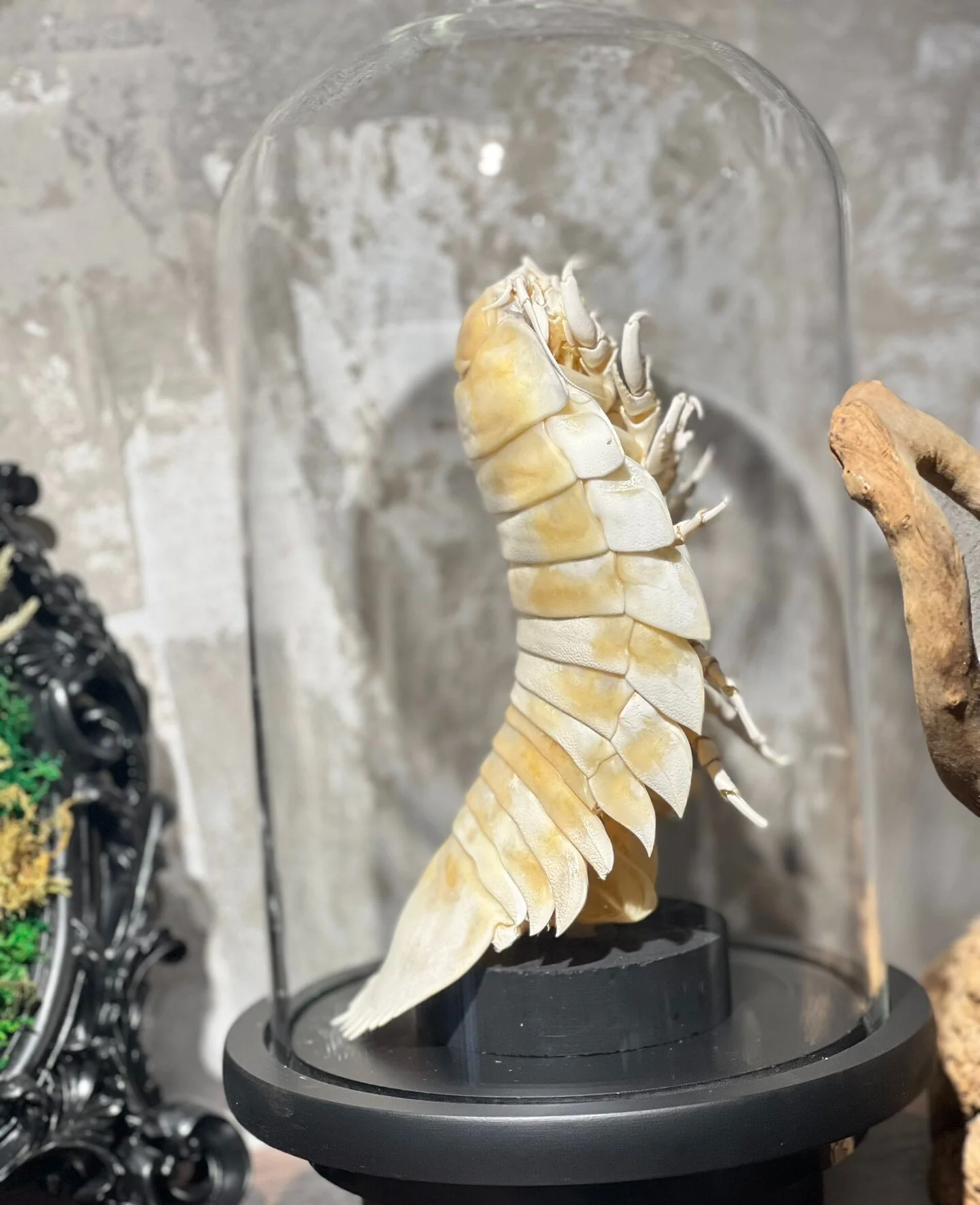 Bathynomus Giganteus Authentic Giant Isopod Specimen With Showcase Animal Taxidermy for Science Education Home Ornament Gifts