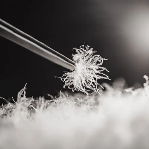 أسفل المعاطف