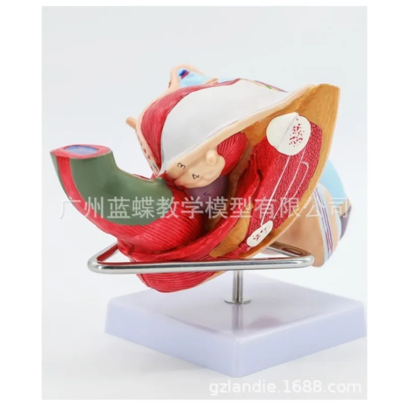 1:1 Life size Human Male Female genita lAnatomy Internal External Reproductive Organs Urinary System Model Andrology  Structure