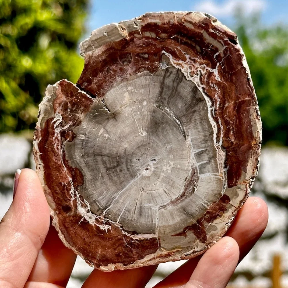 شرائح الخشب الطبيعية المتحجرة شريحة خشبية مع أنماط حلقة شجرة عينة معدنية للتأريض وموازنة الطاقة