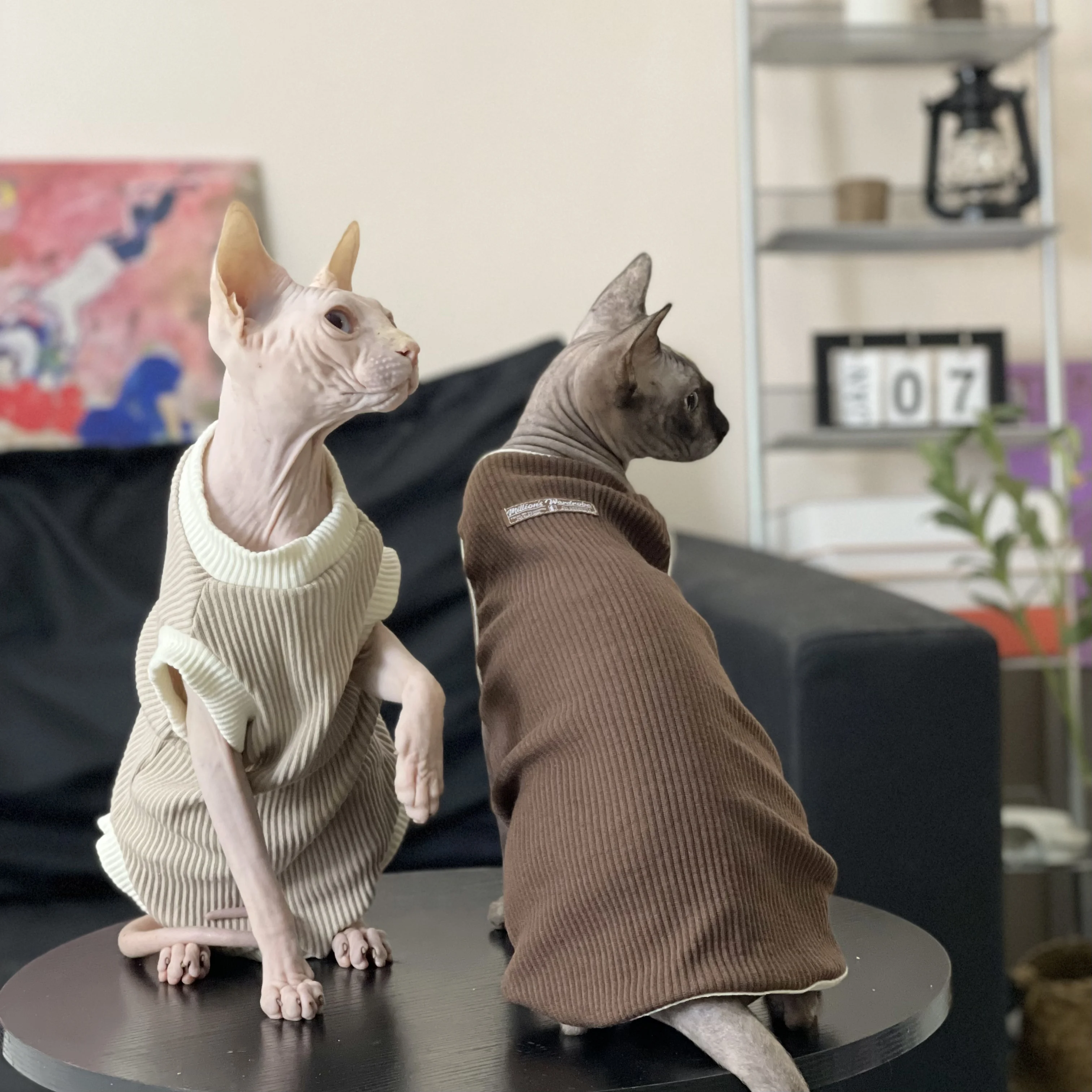 Sweet Cotton Coffee Shirt for Sphynx Cat Clothes Grey Vest Short Sleeves for Kittens Cartoon Coat for Devon Rex in Spring Summer