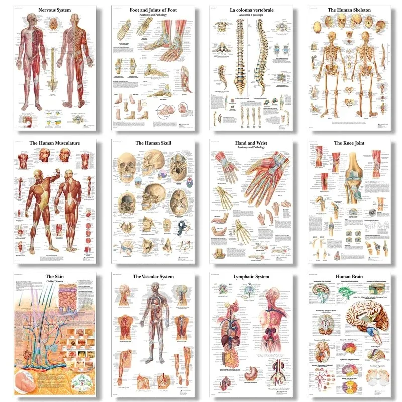 （2D Canvas painting） The Body Structure Skeleton Wall Art Nervous System Anatomy Canvas Picture Education Poster Medical Deco