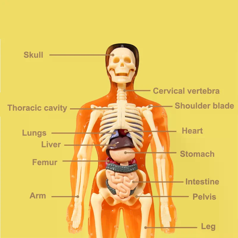 3D Human Skeleton Organ Anatomy Scientific Model Kit Kids Body Education Models Removable Simulation DIY Organ Assembly Model
