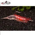 2Pcs-Red