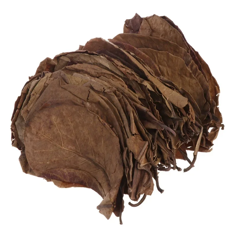 30/20Pcs Natural Terminalia Catappa Leaves Cleaning Treatment Fish Tank Filter Aquarium Foetida Leaves Shrimp Catfish Love