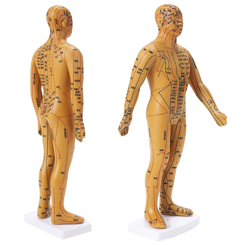 35cm Human Body Acupuncture Model Male Meridians Model Medical Science Teaching Resources Dropshipping