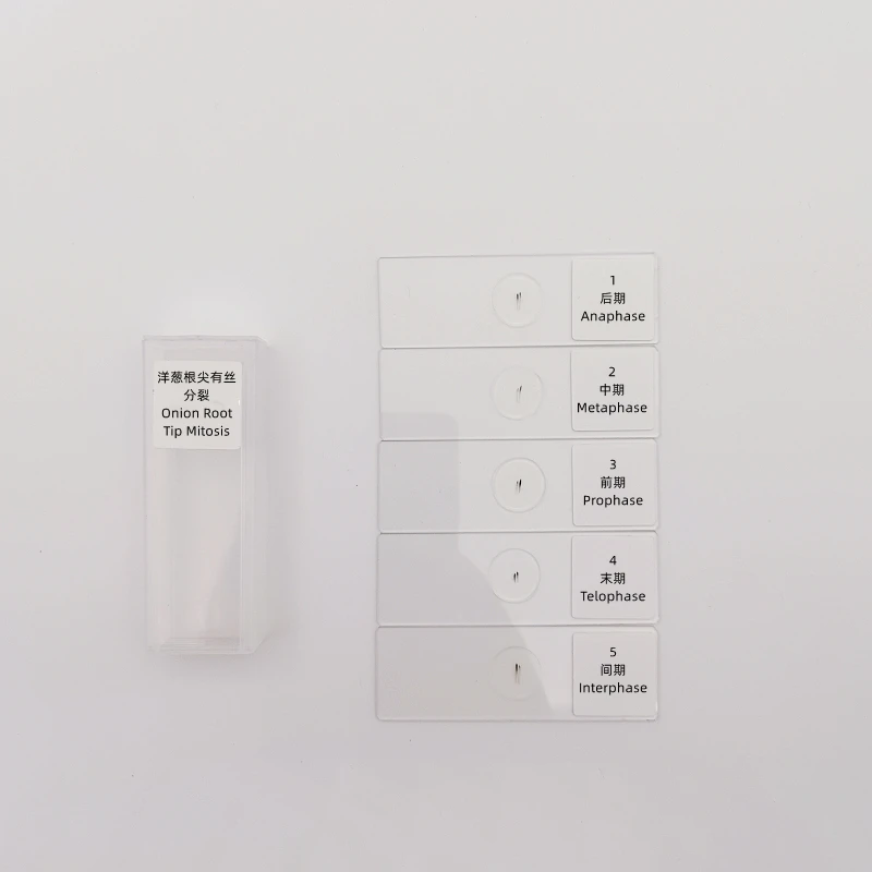 

12pcs Onion Anther Meiosis or 5pcs Onion Root Tip Mitosis Microscope Prepared Slides