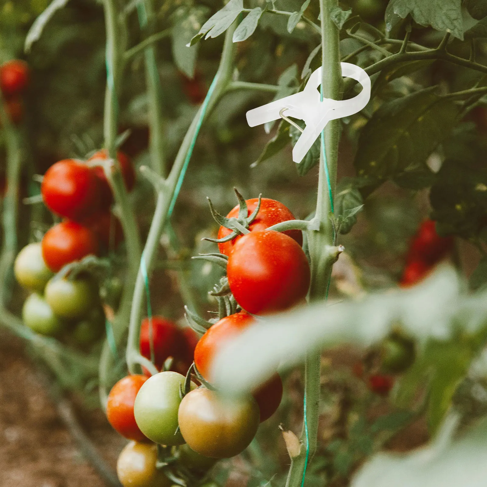 

100 шт. зажимы для садовых растений, пластиковые опорные зажимы для крепления стеблей, виноградной лозы, тренировки на решетчатых клетках, колья, помощь в скалолазании