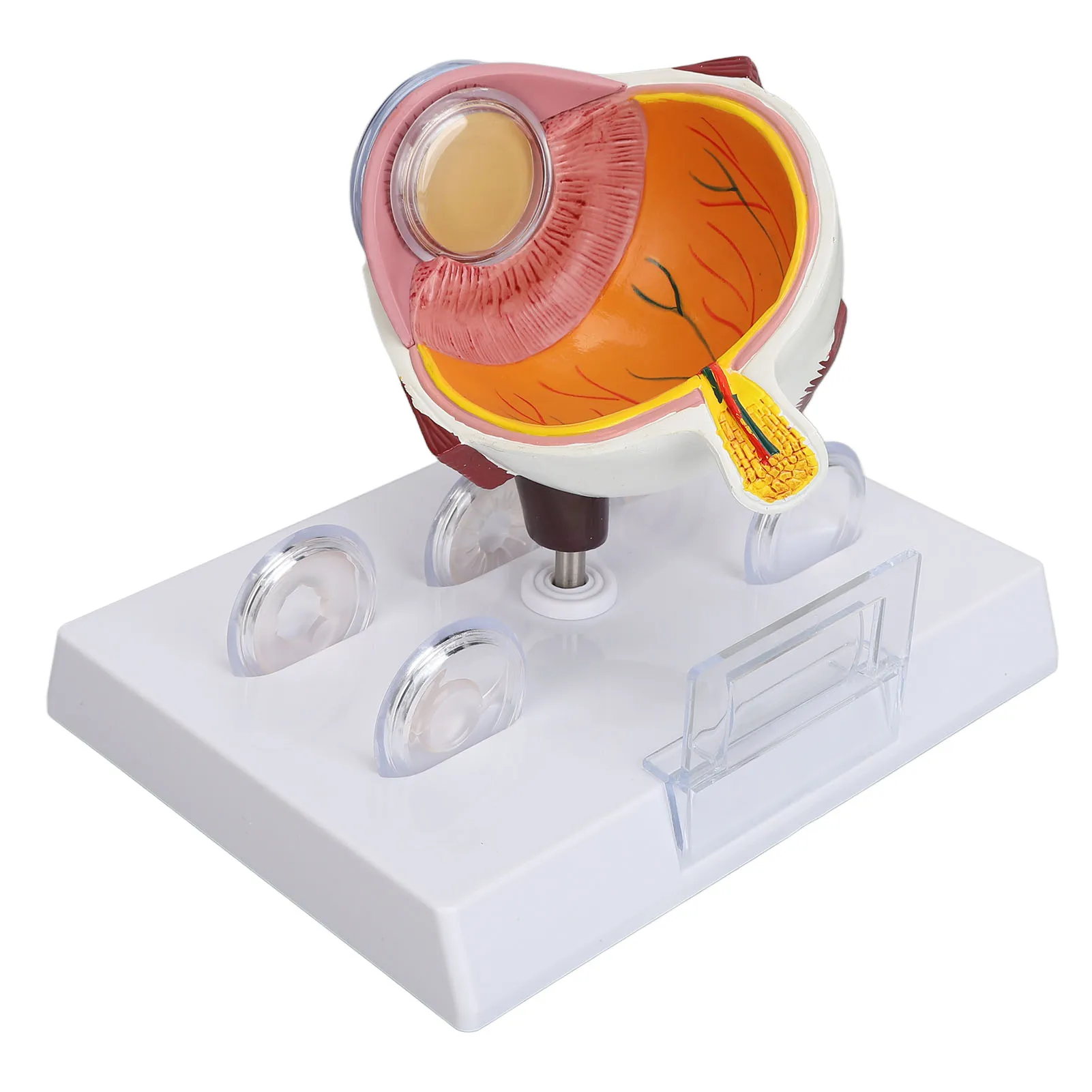 

Human Eye Anatomical Model Accurate Display Enlarged Eyeball Explanation Model with Card Eyeball Model