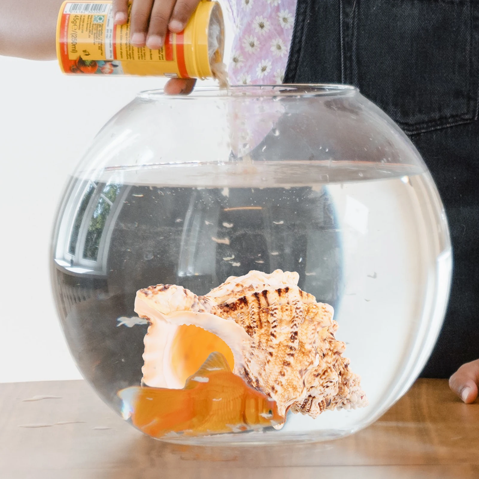 

Large Natural Conch Shell Fish Tank Decor Air Plant Holder Creative Home Decoration Conch Decor Large Sea Shells