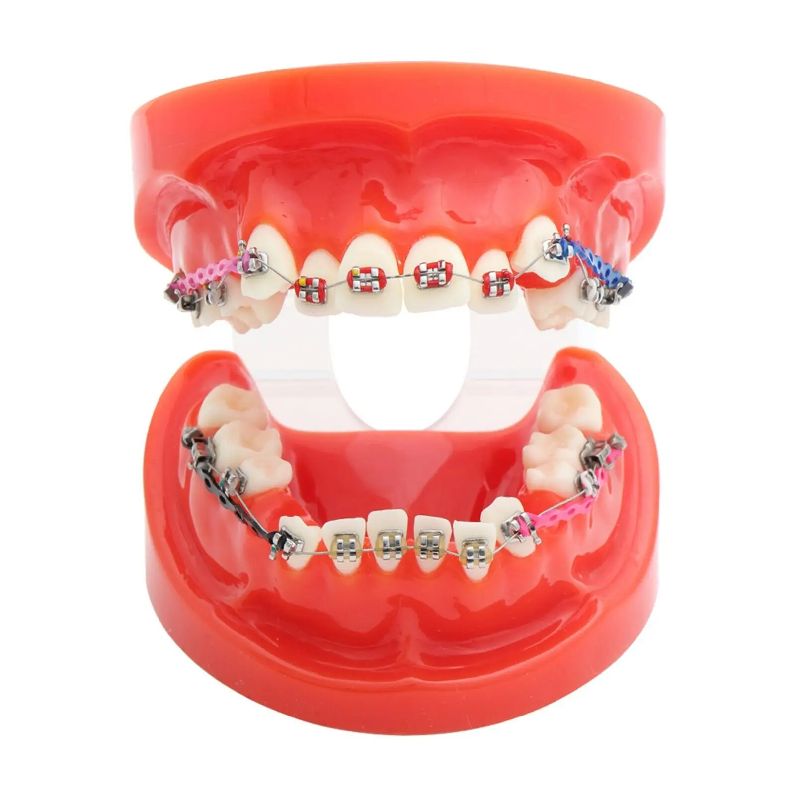 Dental Orthodontic Study Teach Adult Standard Typodont Model