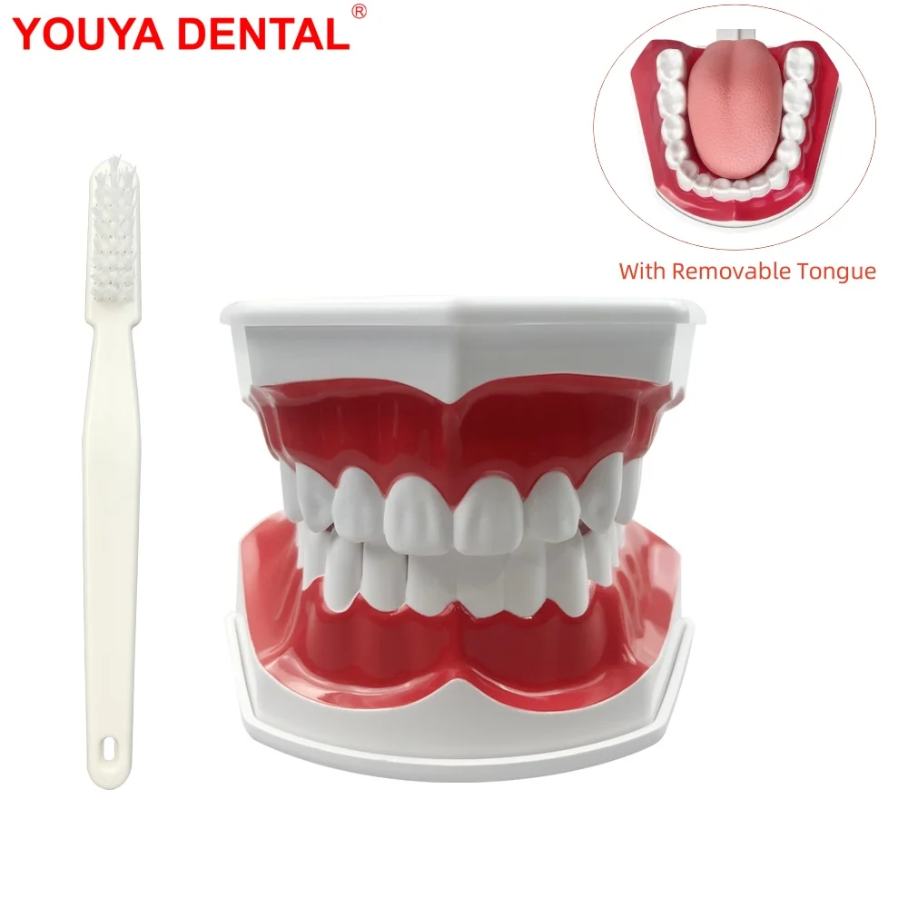 

Big Teeth Model With Toothbrush Dental Demonstration Model With Tongue Dentistry Product For Studying Teaching Education Display