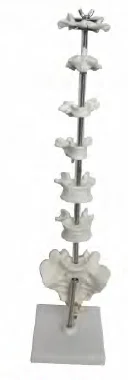 Morphological Characteristic Model of Vertebrae in Different Parts Medical Science Vertebra Anatomical Simulator Teaching Aids f