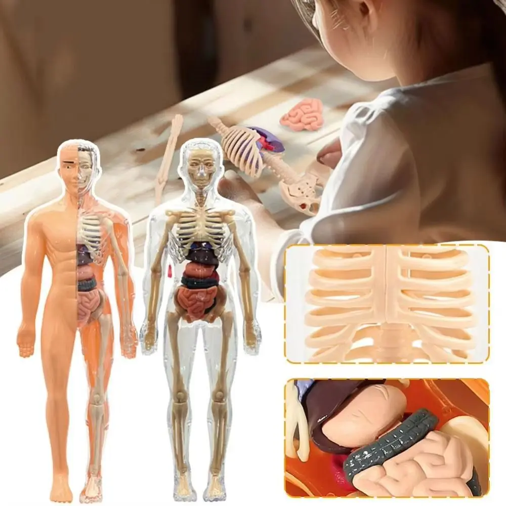Modello di torso umano in plastica 3d Costruzione trasparente Scienza Puzzle cognitivo Manichino fai da te Modello di scheletro Montessori