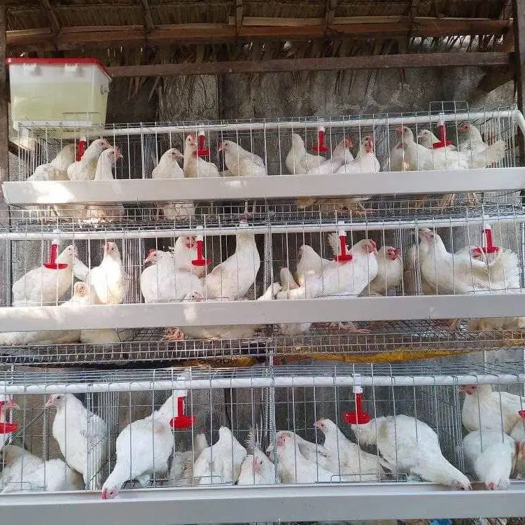 A Type Layer Chicken Cage System 120 Birds 128 Birds 4 Tiers Hot Dip Galvanized Poultry Equipment Automatic Egg Collection