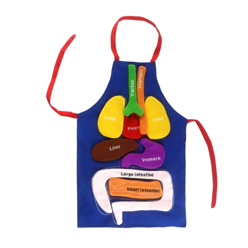 Toddler Kitchen Apron Human Body Organ Educational Apron 3D Anatomy Apron Learning Toy Learning Props Boy Girls Gift