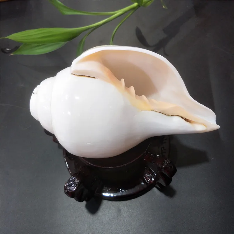 White Conch Natural Shell, Left-Hand Snail Shell Crafts, Famous Collections