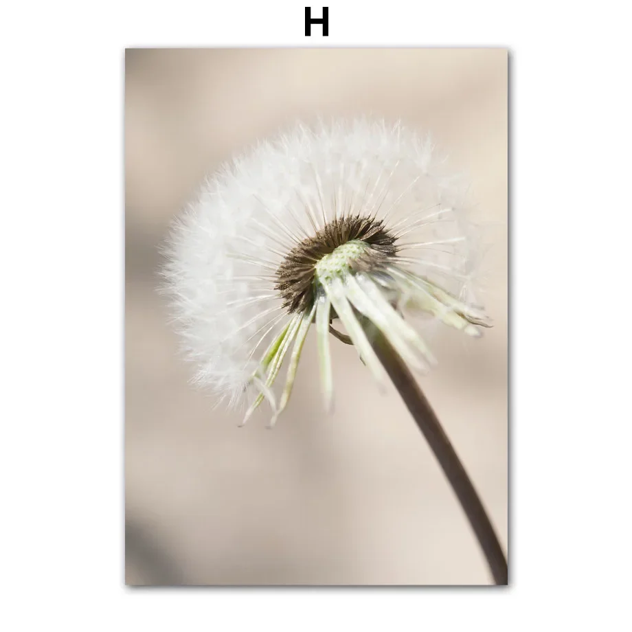 2026 Natürliche Löwenzahn-Pfingstrosen-Rosen-Pflanze Weiße Blumen Minimalistischer Wandkunstdruck Leinwandgemälde für Wohnzimmer Modernes Zuhause