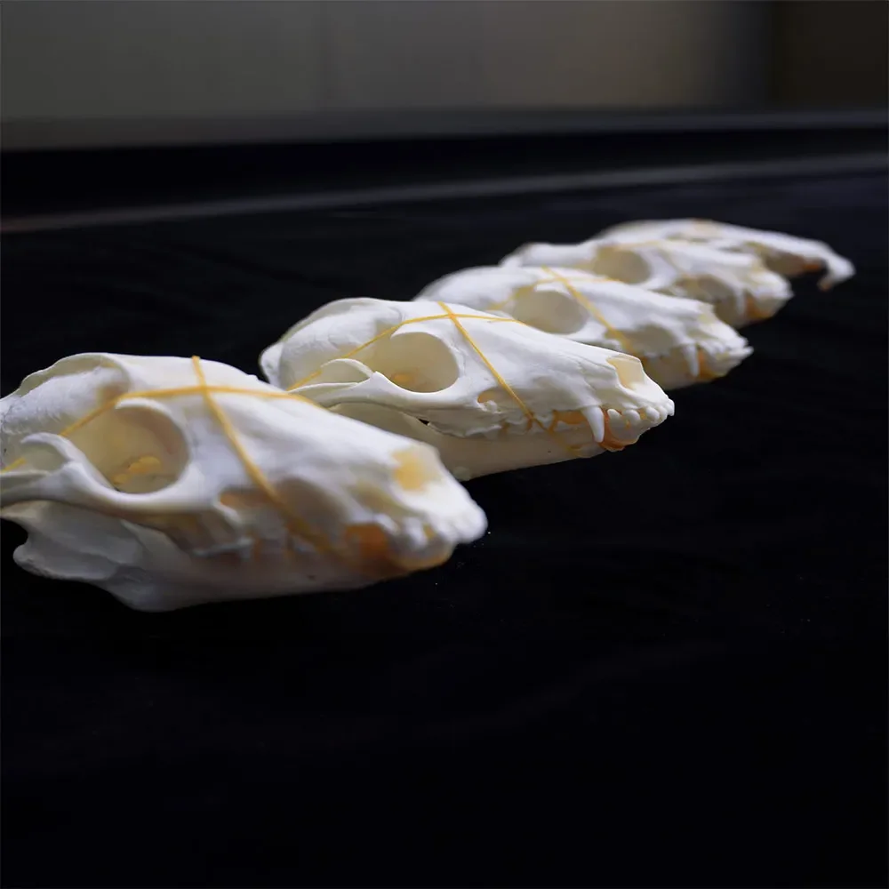

10PCS raccoon Skull Taxidermy Collection Research Display Decoration