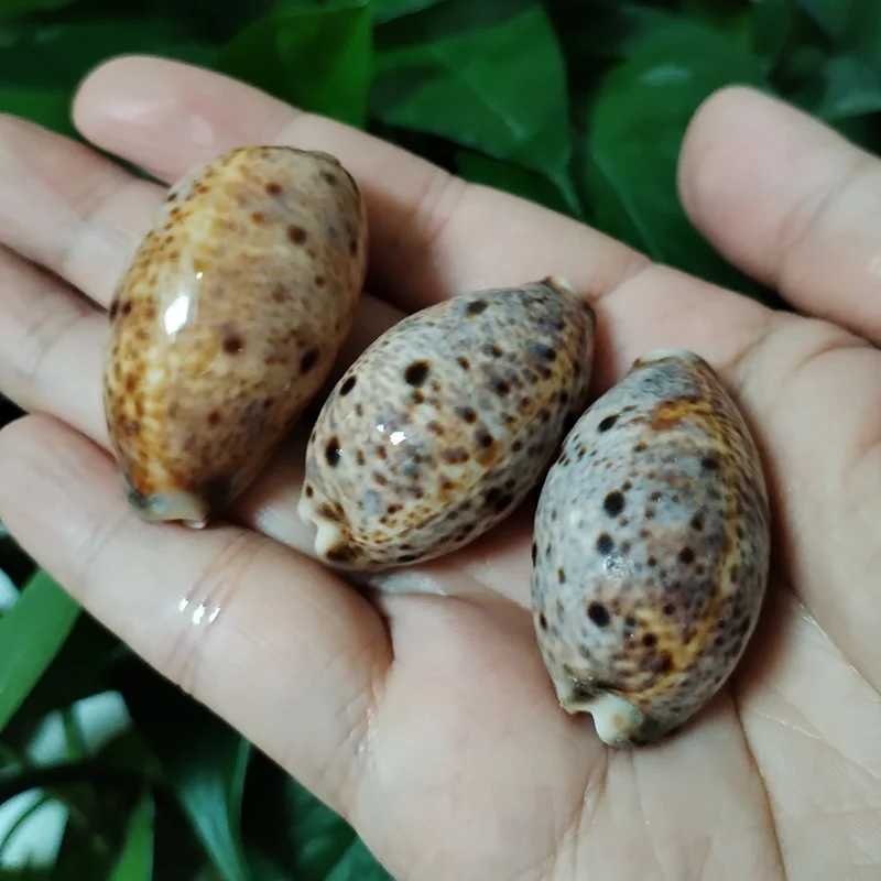3 PCS Lynx Cowry Shells Natural Eyed Lyncina Cowrie Seashell For Aquarium Landscaping Shell Ornaments Fish Tank, Candle Making