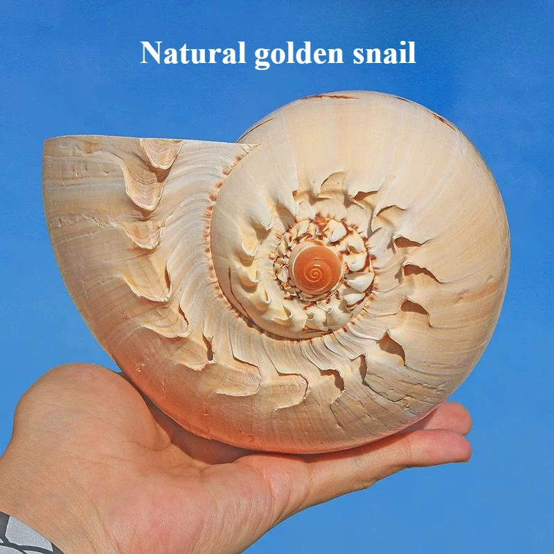 Natural Big Conch Shell Gold Coconut Oil Snail Home Collection Decoration Gifts Handicrafts Gifts Fish Tank Decoration