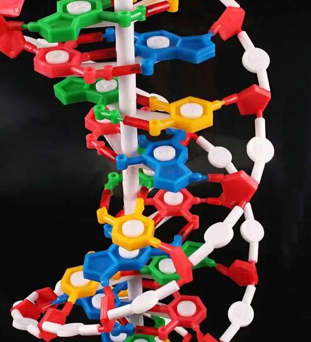 DNA double helix structure model High school DNA molecular structure model teaching aids Demonstration instrument